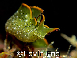 Balancing Act! Taken in Anilao with Canon G9. by Edvin Eng 